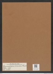 Eupodiscus insutus Castr. (de-Toni-Nr.: Genus 177, Species 4464) Zeichnungen Sammlung Grunow Mappe 04388 (Herbarium_W_Grunow_drawings_Folder_04388)